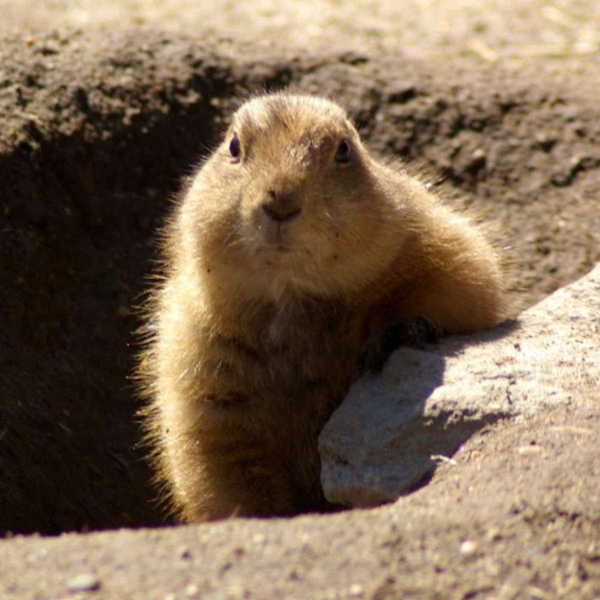 groundhog
