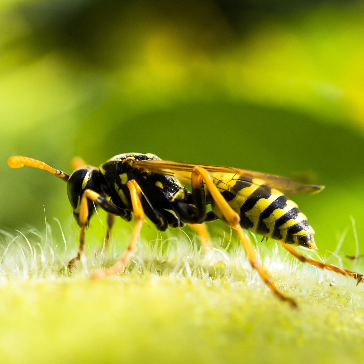 wasp control Wasp Control