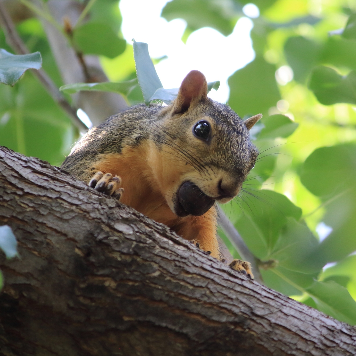 Squirrel Removal