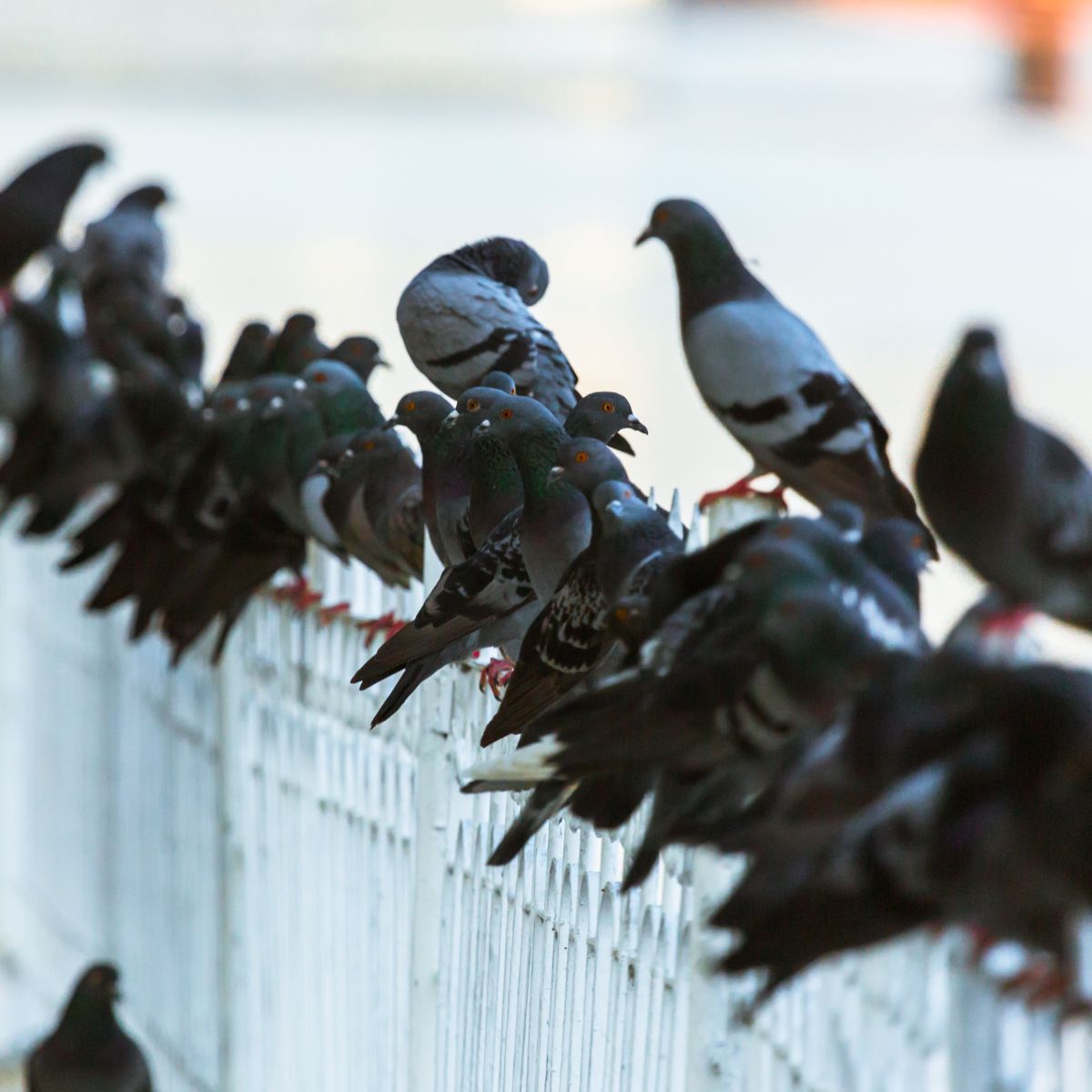 Bird Bird Removal
