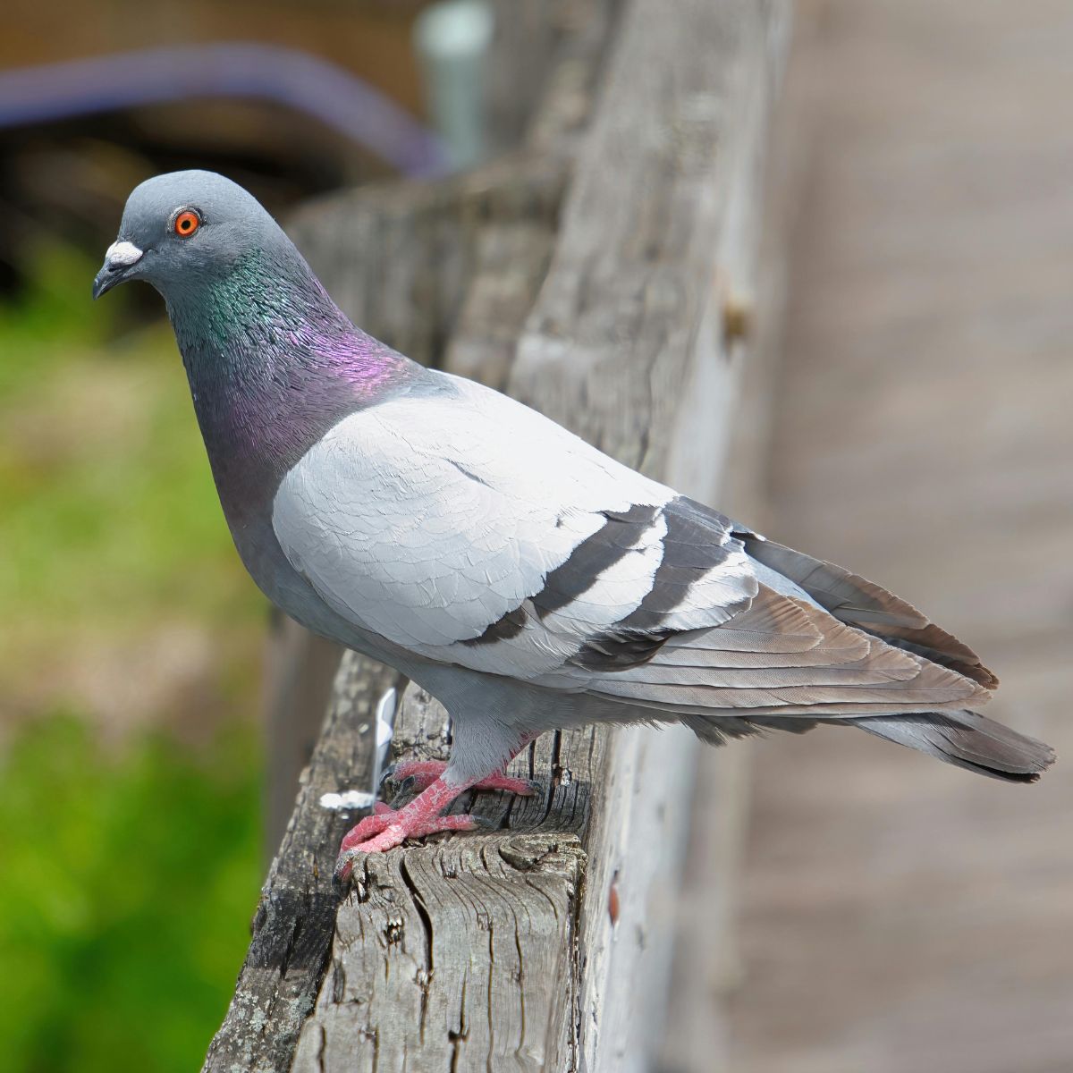 Bird