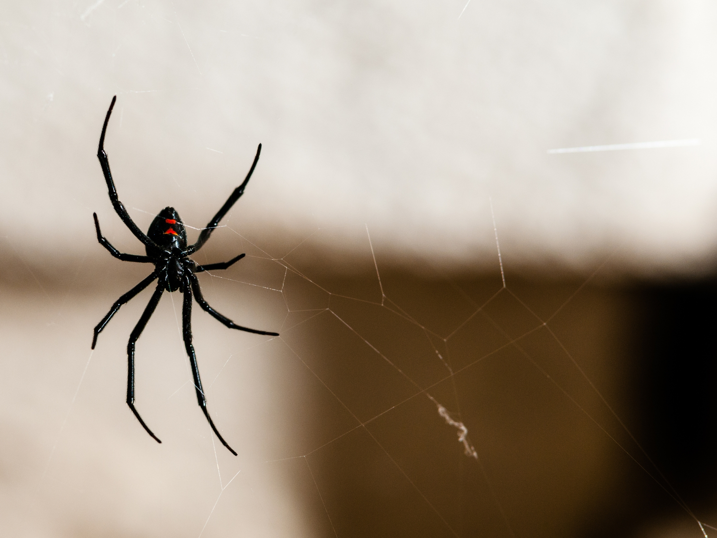 Spider Exterminator