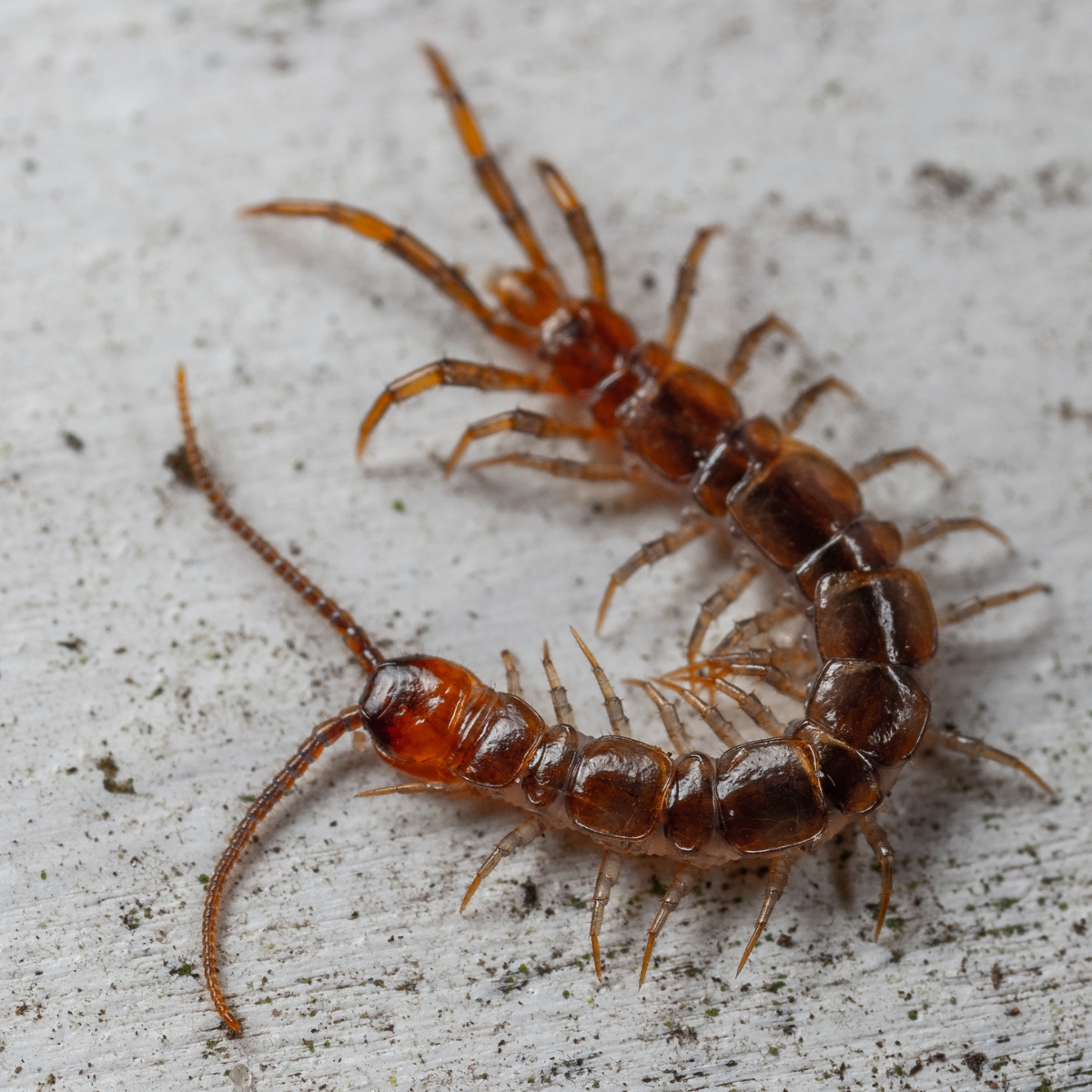 Centipede Exterminator Centipede