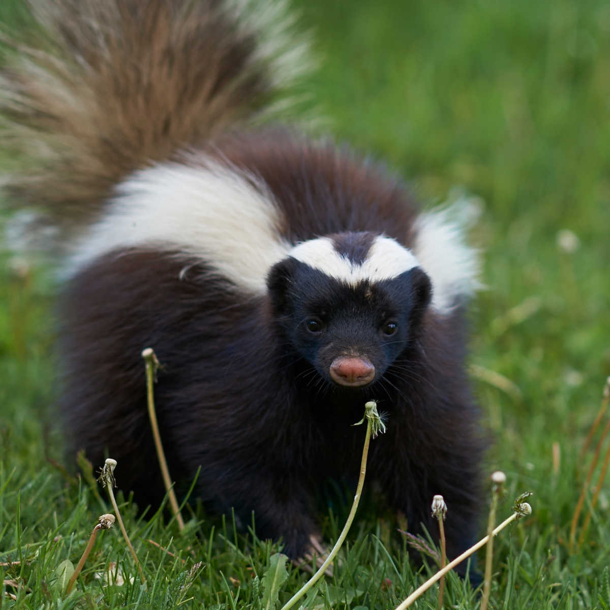 Skunk