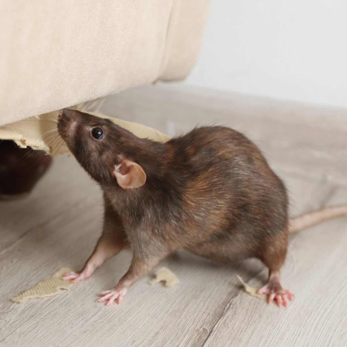 Rat Removal