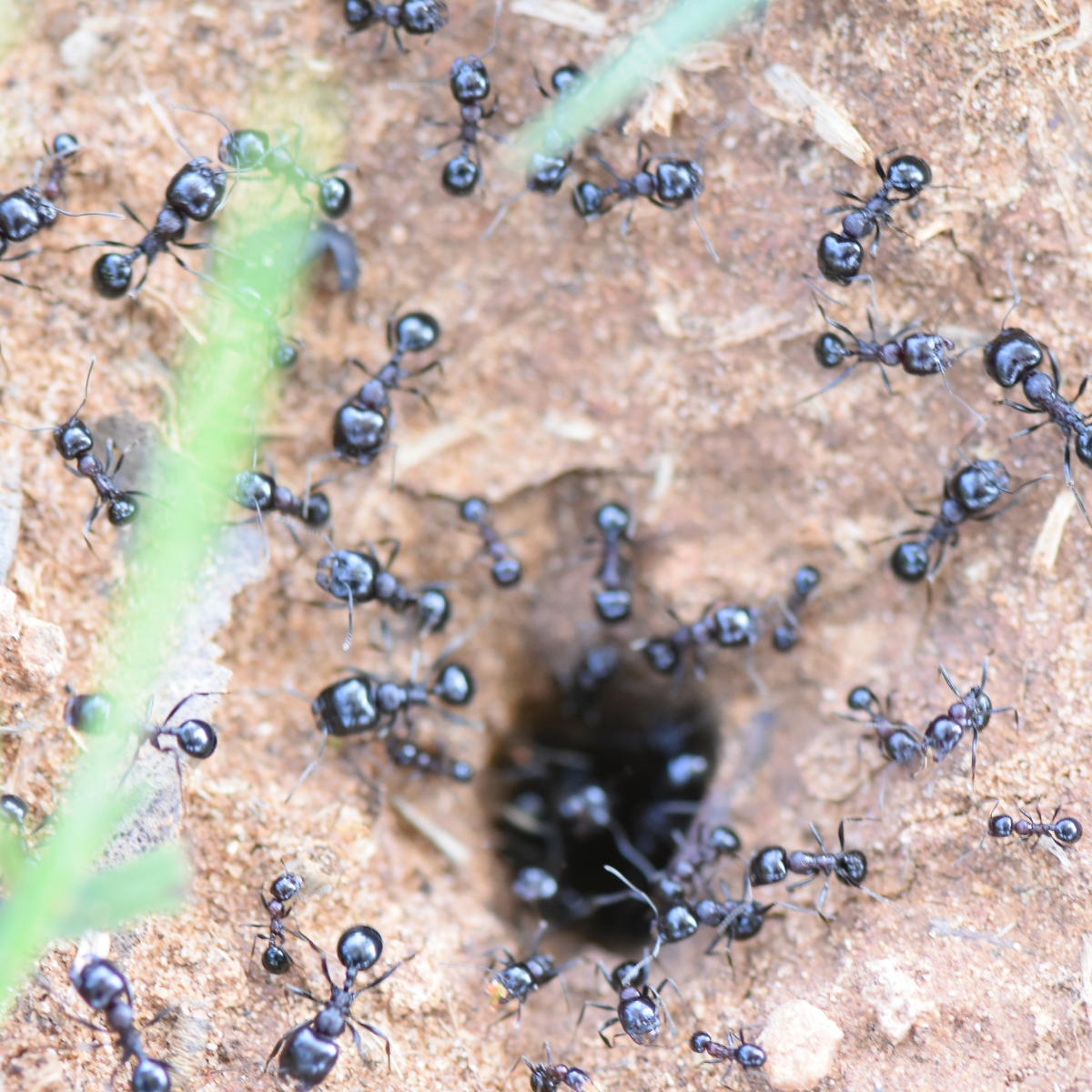ant removal