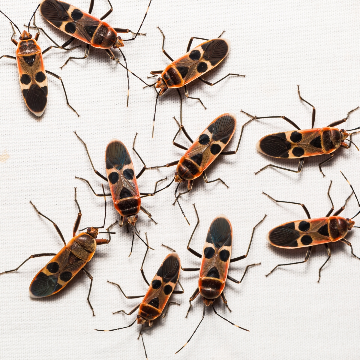 Bed bugs