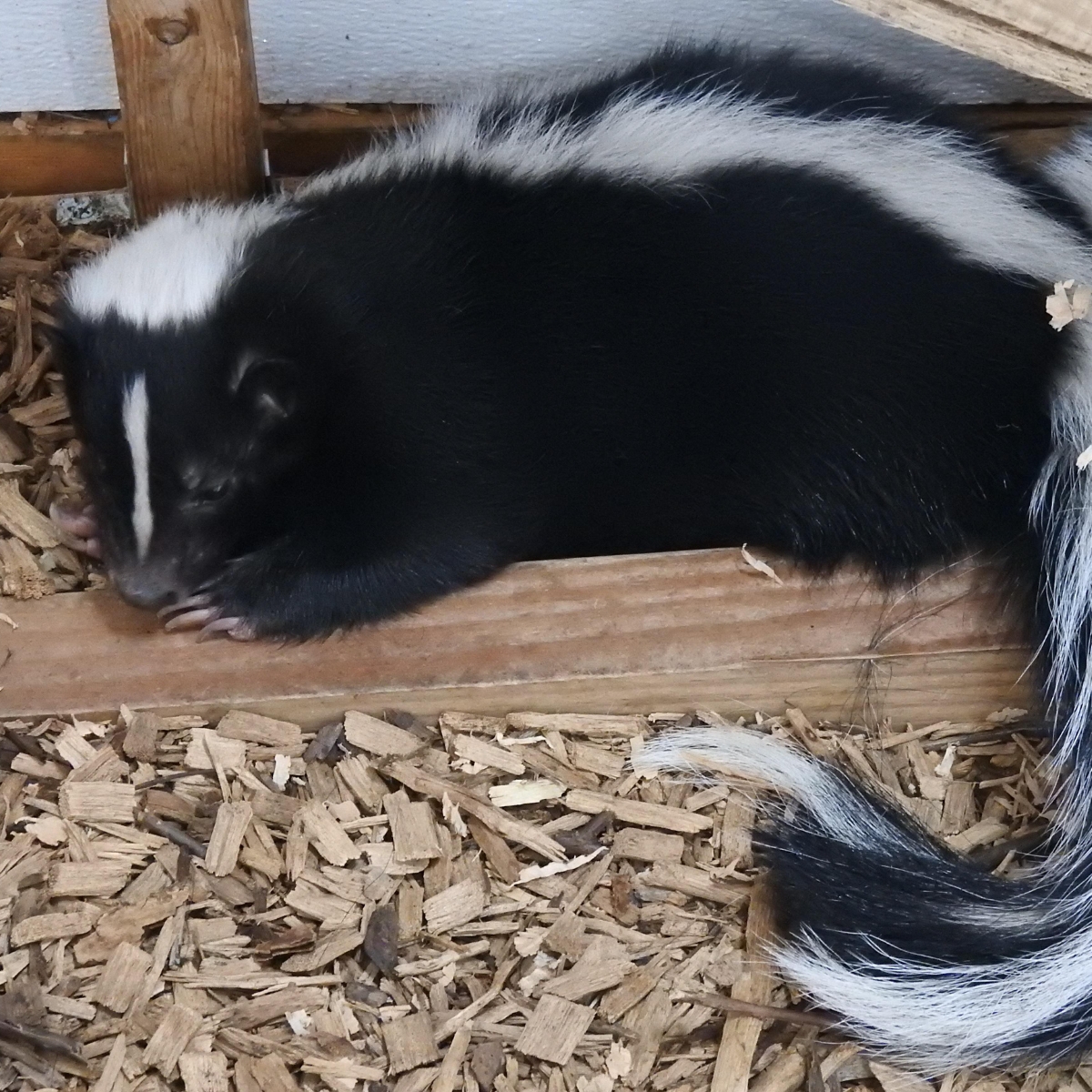 Skunk