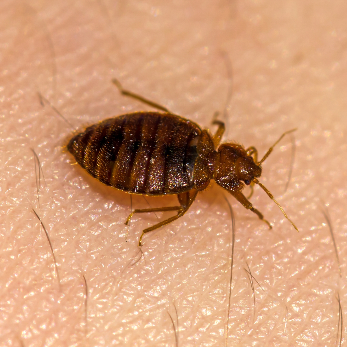 Bed bugs bed Bug