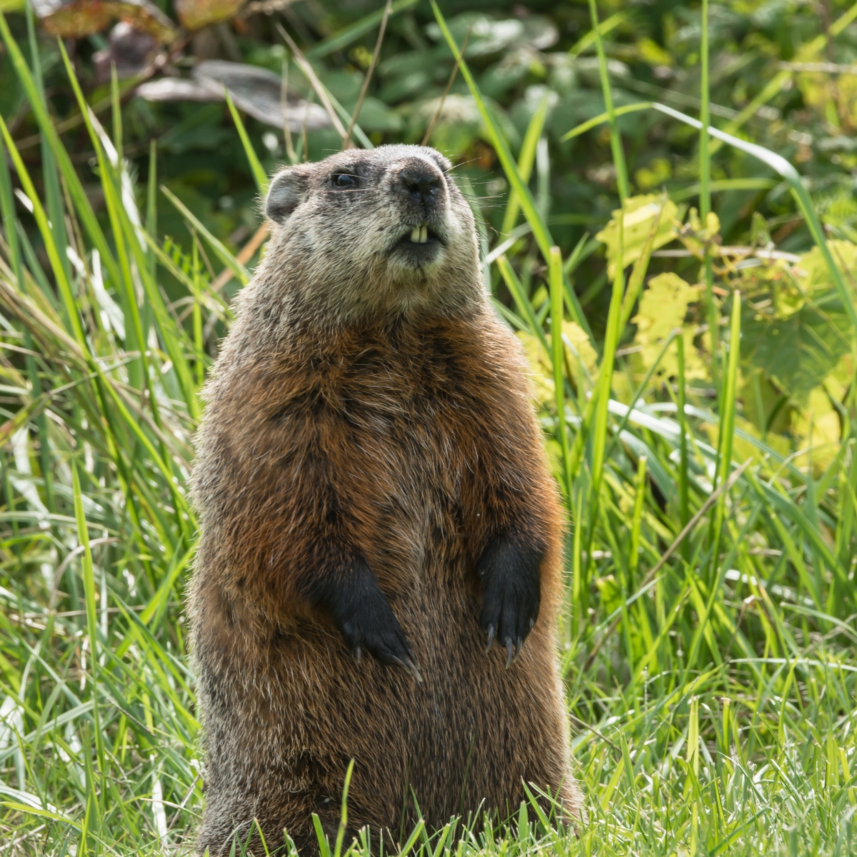 groundhog