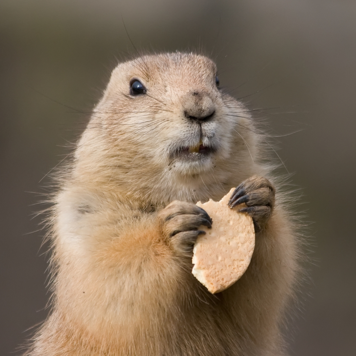 groundhog Groundhog Removal