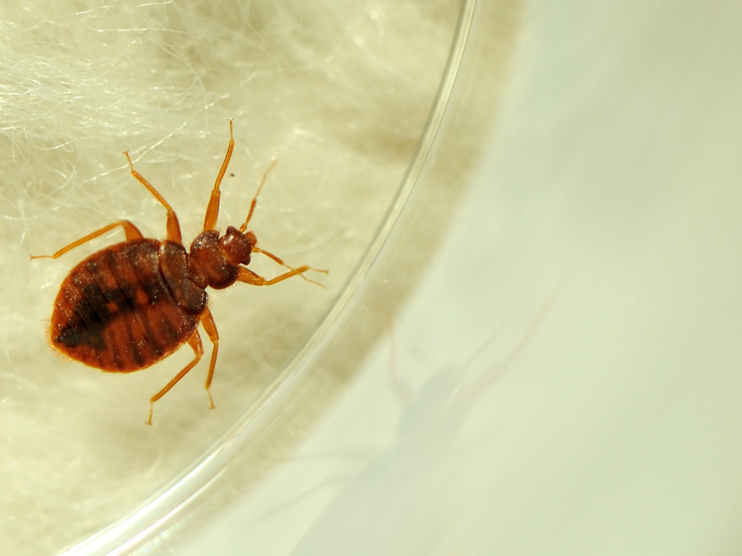 Trusted pest removal solutions with fast response and guaranteed results