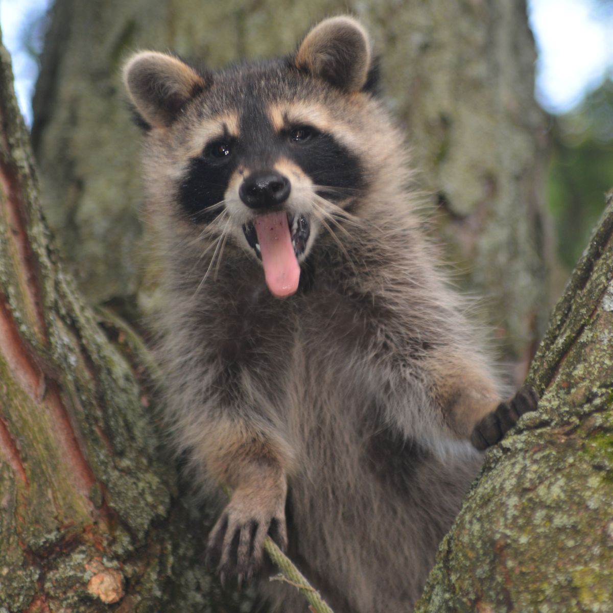Trusted pest removal solutions with fast response and guaranteed results