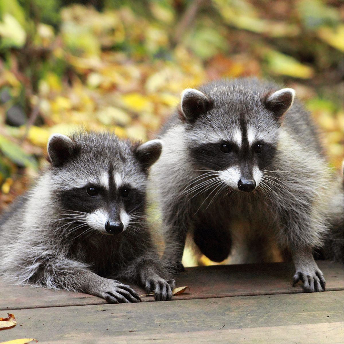 Trusted pest removal solutions with fast response and guaranteed results