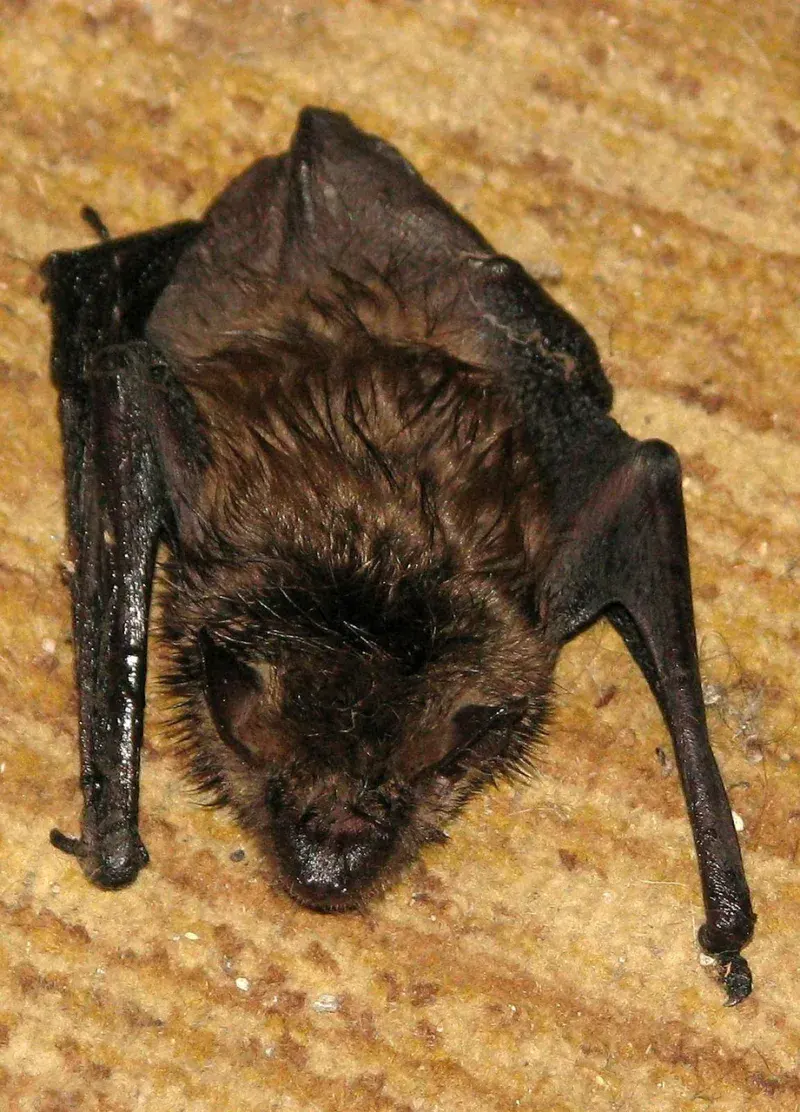 Little brown bat (Myotis lucifugus), an endangered Ontario species that roosts in attics and barns