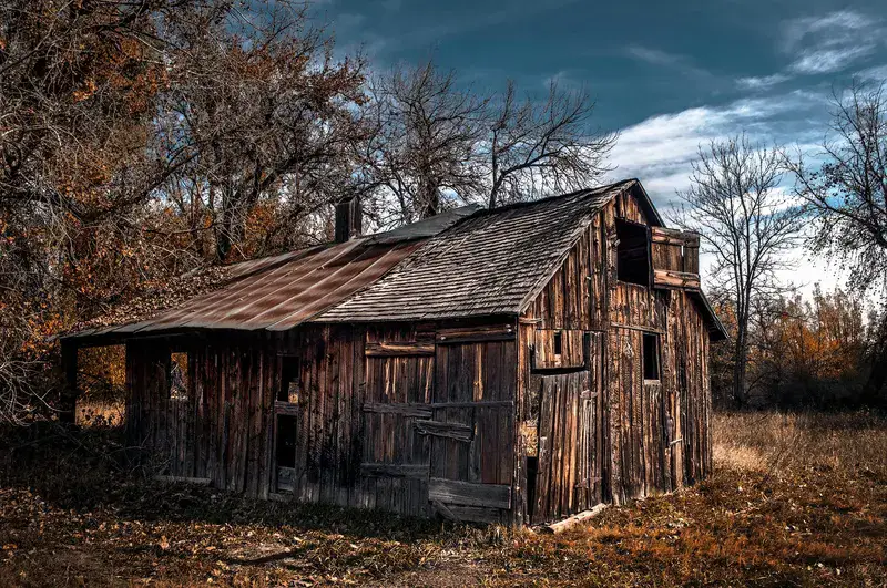 Weathered wooden outbuilding with gaps in the board siding, the kind of rural structure bats use as a summer roost